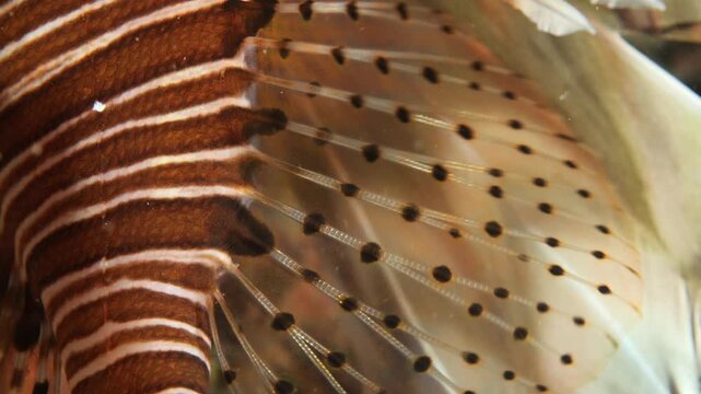 lionfish tail close up macro underwater slow motion lion fish ocean scenery of details of fish tail