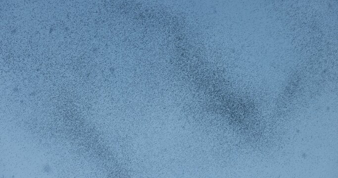 Mosquito swarm at summer in the sky