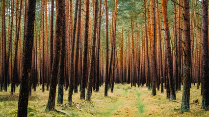 Waldweg durch einen Kiefernwald © Alexander von Düren