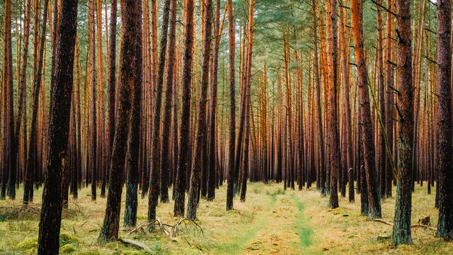 Waldweg durch einen Kiefernwald