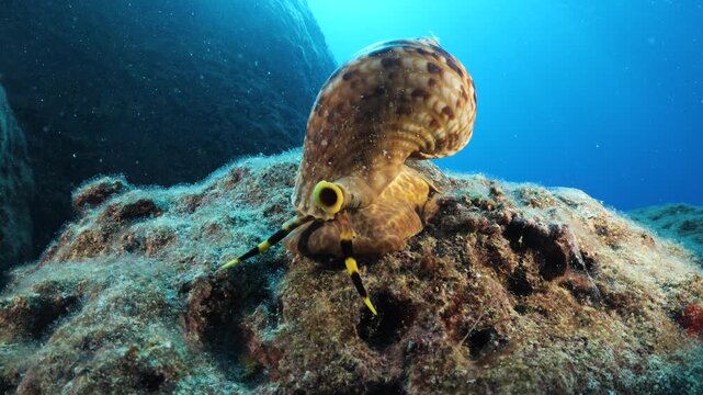 Trumpet triton ,Charonia tritonis, underwater ocean scenery wildlife
