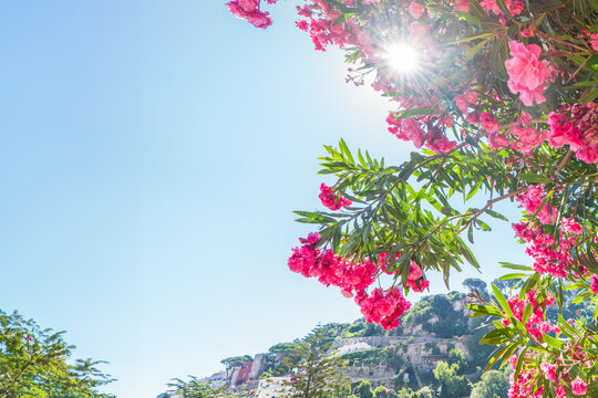 Pink oleander flowers framing sunburst over Capri hillside, Italy