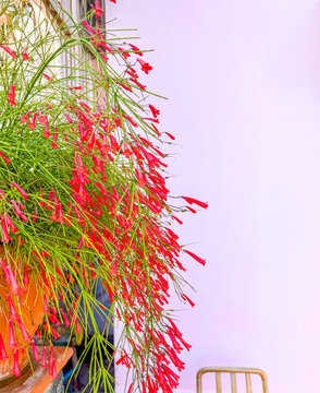 Red firecracker flowers cascading against pink wall in Italy