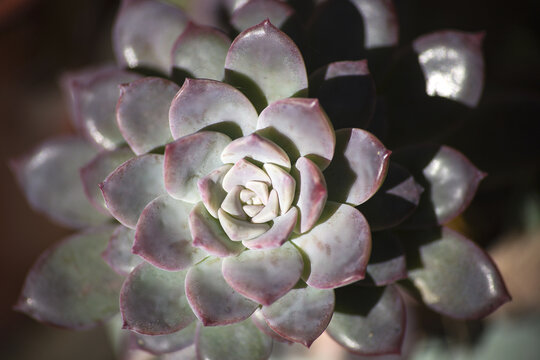 Delicate Echeveria Succulent Rosette in Soft Natural Light