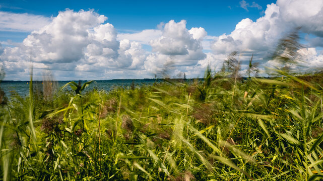 Wind im Schilf