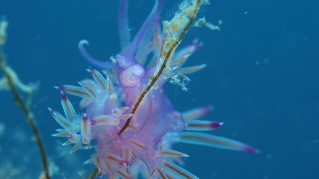 nudibranch underwater flabellina  nudi close up ocean scenery on hydra 