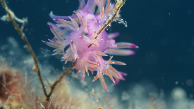 nudibranch underwater flabellina  nudi close up ocean scenery on hydra 