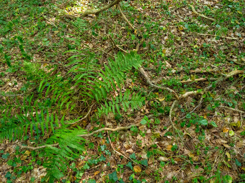 Farnbl&auml;tter im Wald