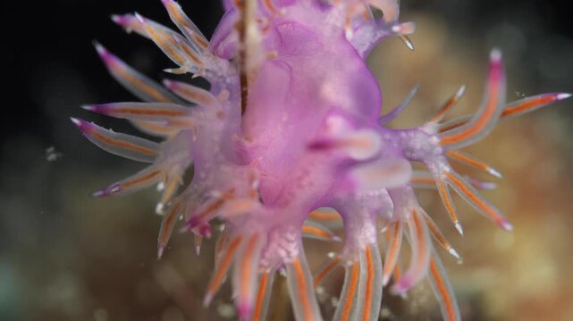 nudibranch underwater flabellina  nudi close up ocean scenery on hydra 