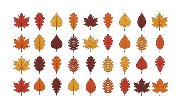 Collection of autumn leaves shapes.