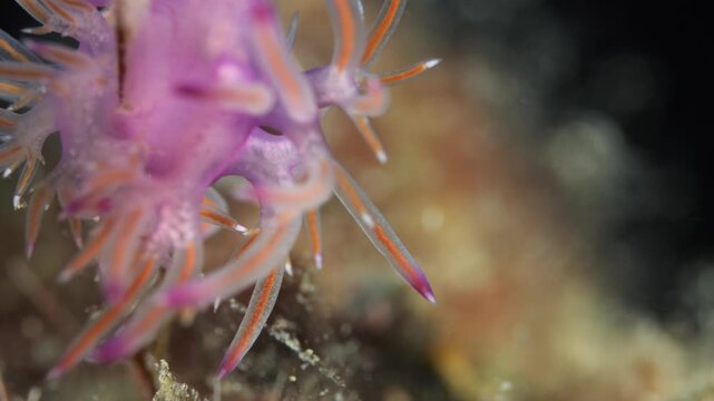 nudibranch underwater flabellina  nudi close up ocean scenery on hydra 