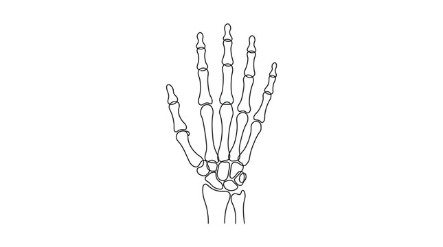 A detailed line art illustration of the human hand skeletal structure.