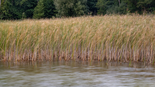 Schilf und Wasser in Bewegung