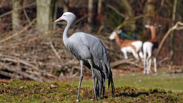 The Blue Crane, Grus paradisea, is an endangered bird specie endemic to Southern Africa. It is the national bird of South Africa