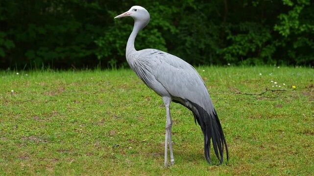The Blue Crane, Grus paradisea, is an endangered bird specie endemic to Southern Africa. It is the national bird of South Africa