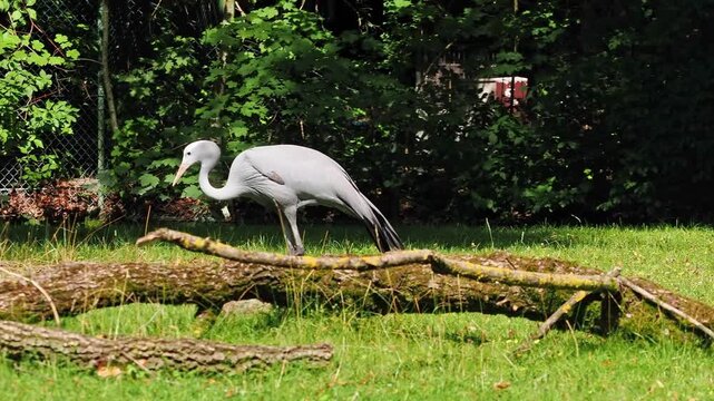 The Blue Crane, Grus paradisea, is an endangered bird specie endemic to Southern Africa. It is the national bird of South Africa