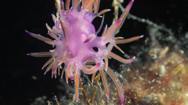 nudibranch underwater flabellina  nudi close up ocean scenery on hydra 
