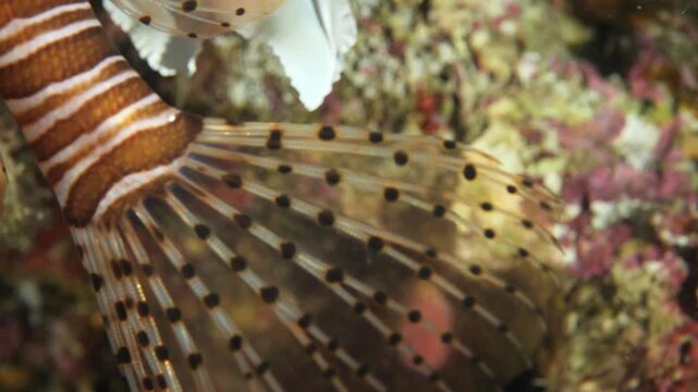 lionfish tail close up macro underwater slow motion lion fish ocean scenery of details of fish tail
