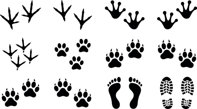 Animal tracks silhouette collection featuring bird paw human footprint and boot print isolated on transparent background vector