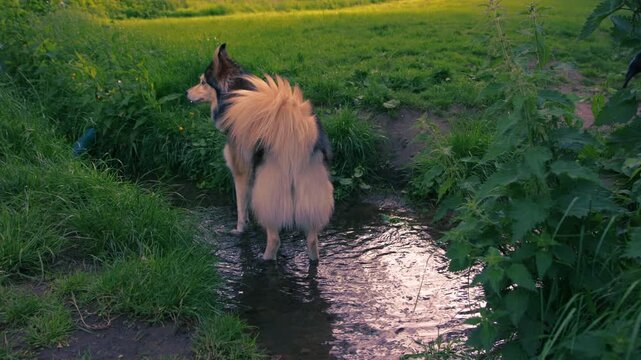Husky dog plays in freshwater spring rippling water