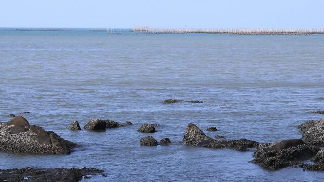 Wide angle of calm gulf of Thailand with bamboo poles for aquaculture in Chonburi