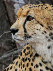 close-up portrait of the face of a cheetah © Kenzie