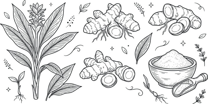 Hand drawn turmeric plant root and powder vector illustration set for organic spice cosmetic packaging design or healthy wellness branding
