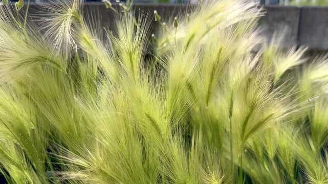 Foxtail Barley Grass Swaying in Wind on Sunny Summer Day in slow motion 