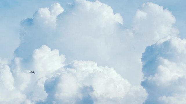 Natural speed footage of beautiful cloudscape and egret flying through the frame