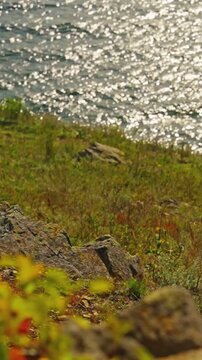 A shore with grass swaying from the wind and sea waves. The concept of recreation .