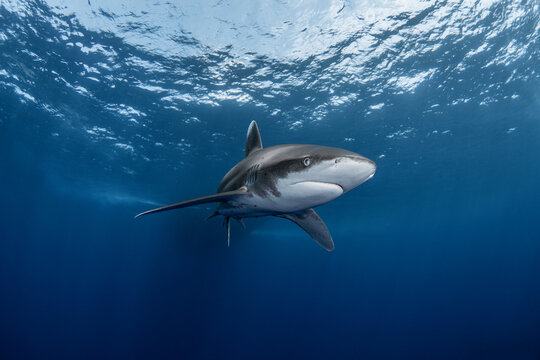 View of an oceanic whitetip shark swimming through deep blue water with sunlight filtering from the surface, Egypt.