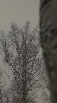 Vertical video. A gloomy forest without leaves.