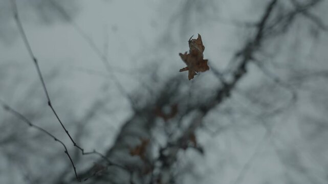 A single dry birch leaf on a branch sways slowly. A frame commemorating the cold season.
