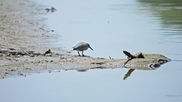 Striated Heron Bird Hunting and Foraging on Muddy Riverbank