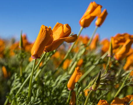 View of vibrant orange California poppies blooming in the Antelope Valley California Poppy Reserve State Natural Reserve under a clear blue sky in Lancaster, California, United States.