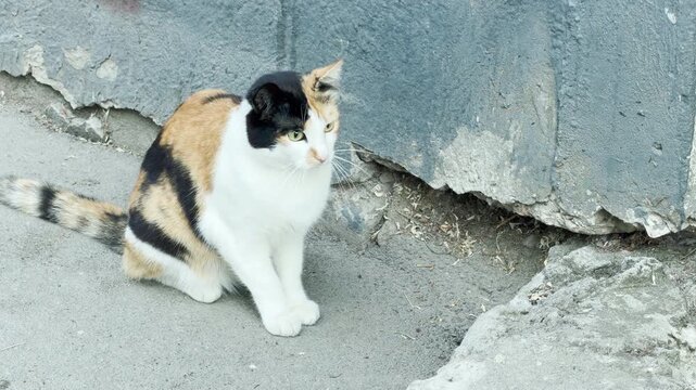 A lovely calico cat sits patiently on the concrete ground. The curious pet watches intently near an old weathered wall. It looks completely calm and deeply focused.