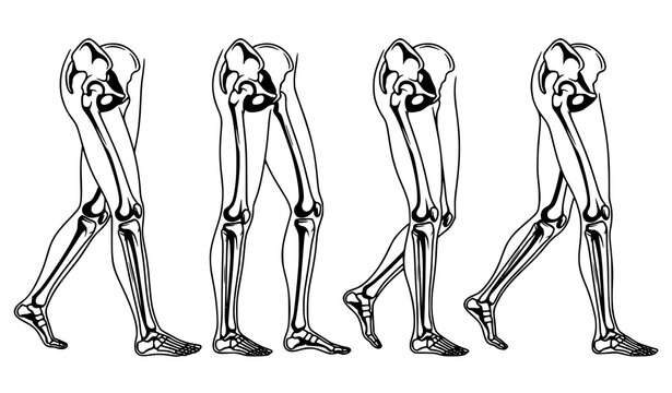 Human Leg Bones Walking Anatomy Vector Set Black and White Skeleton Illustration