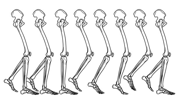 Walking Human Leg Bone Anatomy Vector Illustration Set Black and White