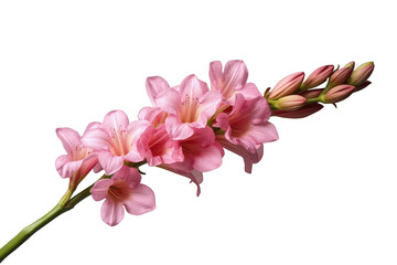 Naklejka premium Pink alstroemeria flowers and buds blooming on a stem, symbolizing spring, beauty, and growth, transparent background