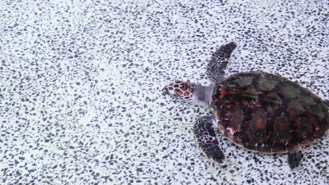 Immature Hawksbill Turtle Swimming in Pond, Symbol of Resilience and Protection