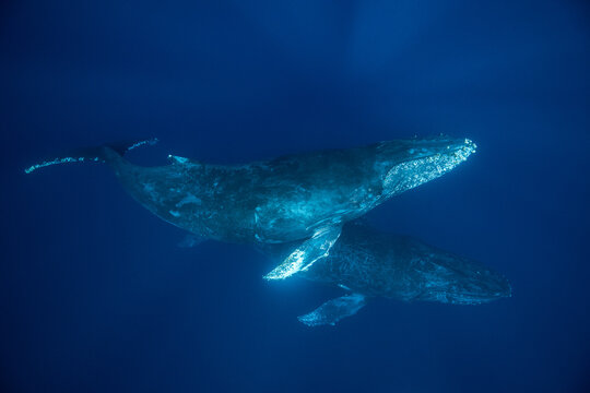 View of two humpback whales swimming gracefully through the deep blue ocean waters in Magdalena Bay, Mexico.