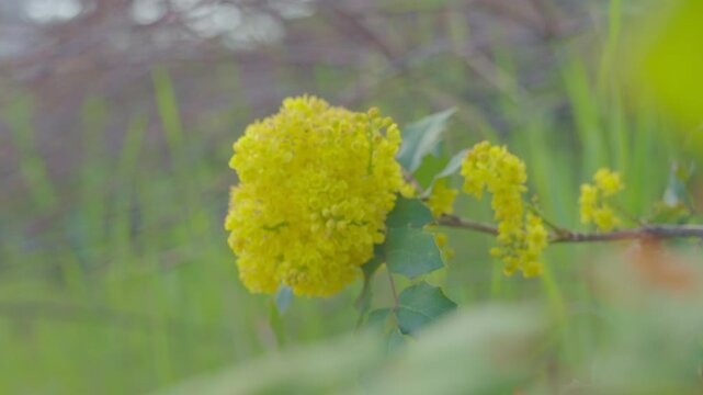 Huge buds of yellow flowers are gently swaying in the wind on a branch