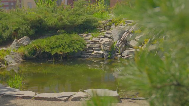 A beautiful botanical pond with decorative banks of flat stones on a warm summer day is shown from behind spruce bushes.