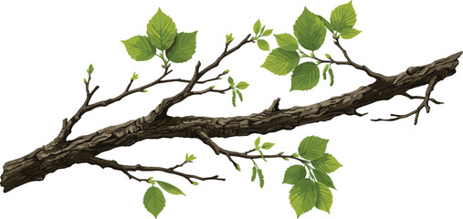 Fototapeta premium Realistic tree branch vector with green spring leaves and detailed bark texture isolated on plain white background illustration