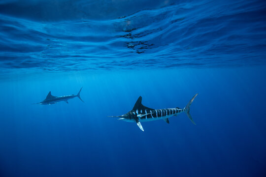 View of two striped marlin swimming in the deep blue waters of Magdalena Bay, Mexico.
