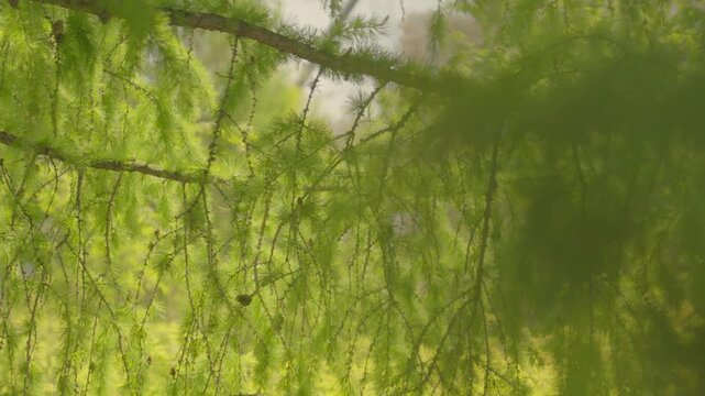 The branches of a fir tree with cones sway gently in the breeze. Trees, representing the pure and natural beauty of the green forest.