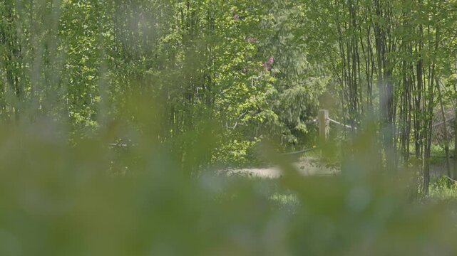 A pedestrian path through the park, surrounded by a variety of trees and shot from behind the bushes in the foreground. This is a quiet and pleasant place.