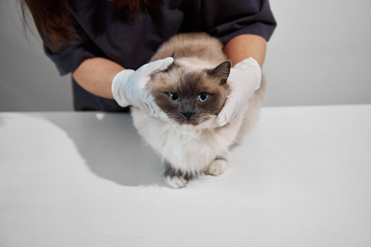 Dedicated veterinarian carefully examines a ragdoll cat by palpating neck lymph nodes for accurate clinical diagnosis and treatment planning in a modern vet clinic