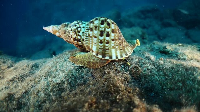 Trumpet triton ,Charonia tritonis, underwater ocean scenery wildlife