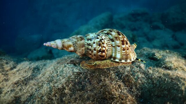 Trumpet triton ,Charonia tritonis, underwater ocean scenery wildlife